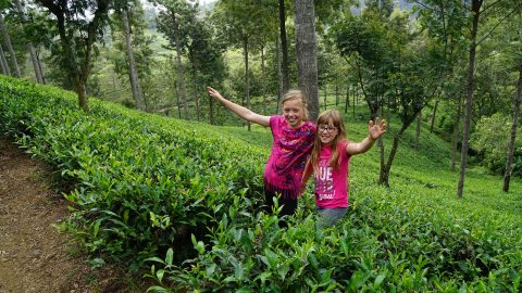 Vakantie met Kinderen op reis in Sri Lanka theeplantage