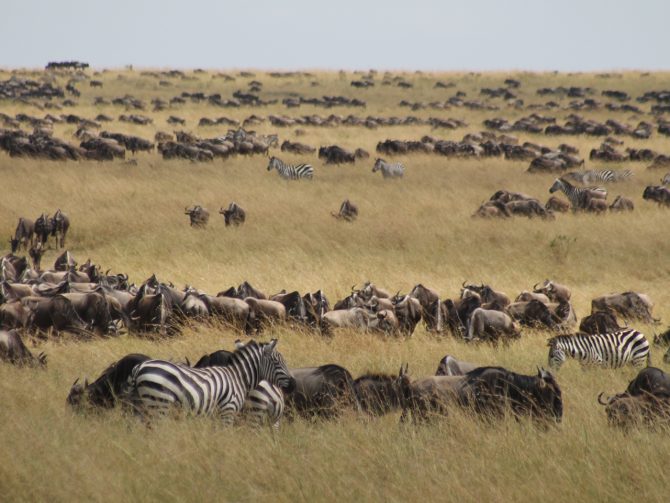 Nationale Parken Kenia